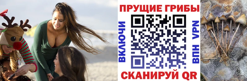 Галлюциногенные грибы GOLDEN TEACHER  где продают наркотики  Лесной 